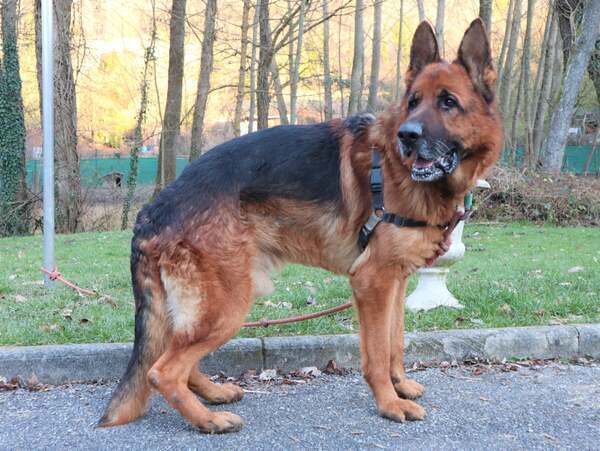 MARLEY 8 ANS BERGER ALLEMAND GENTIL CH. FAMILLE/JARDIN (début dysplasie) SPA SAVOIE (73) E0y0