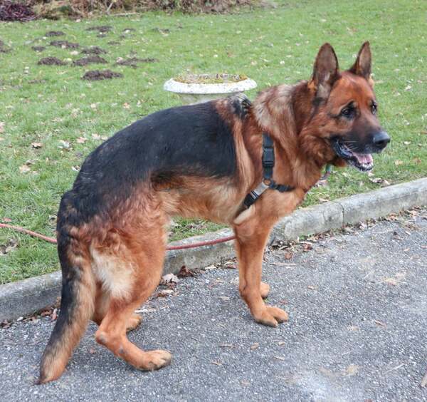 MARLEY 8 ANS BERGER ALLEMAND GENTIL CH. FAMILLE/JARDIN (début dysplasie) SPA SAVOIE (73) U8v4