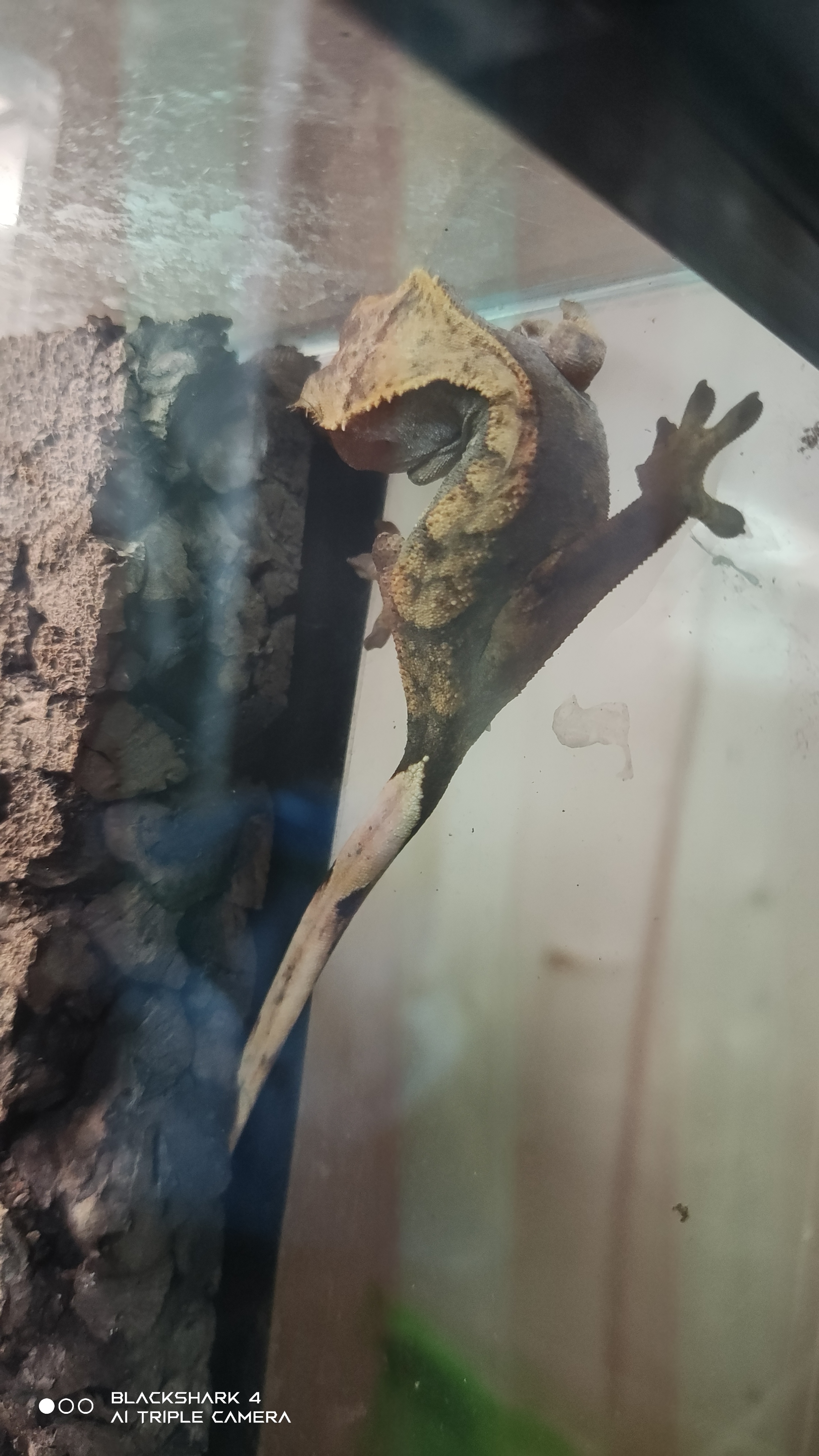 Identification morph de plusieurs gecko à crête Gnmf