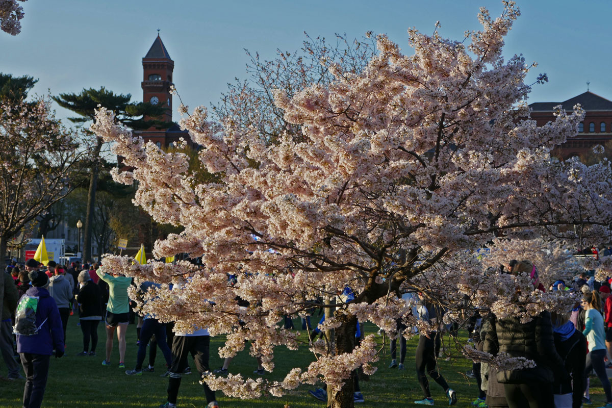 A Wahington D.C., durant la floraison des Cerisiers du Japon . 3nj7