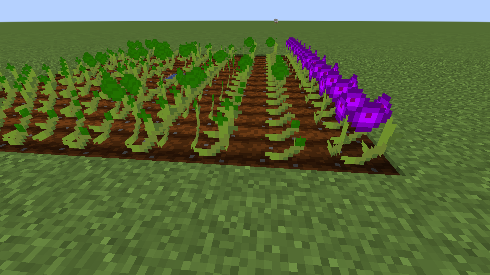 Orchidye