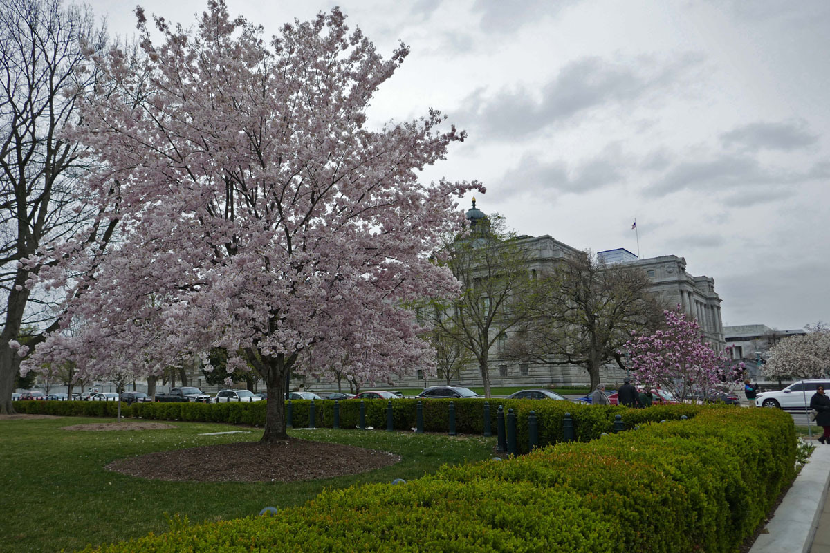 A Wahington D.C., durant la floraison des Cerisiers du Japon . Bf49