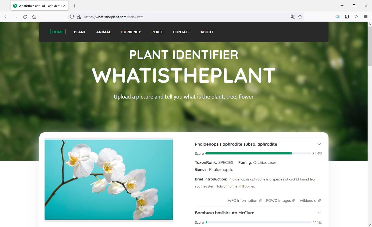 Whatistheplante: a free online tool to identify a plant from a photo