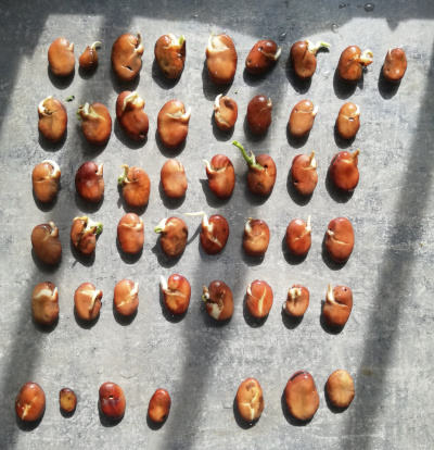 Stockage des semences (court terme) Um9t