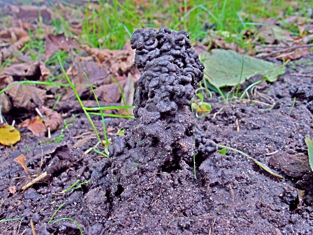 Turriculle en forêt. 2vje