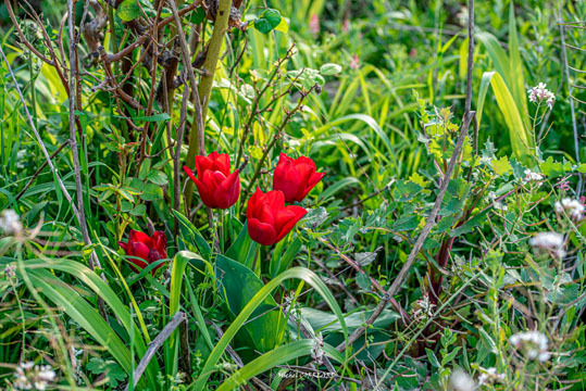 Fleurs L5s6