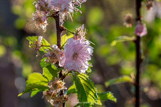 Fleurs Royg