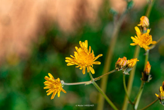 Fleurs Z75n