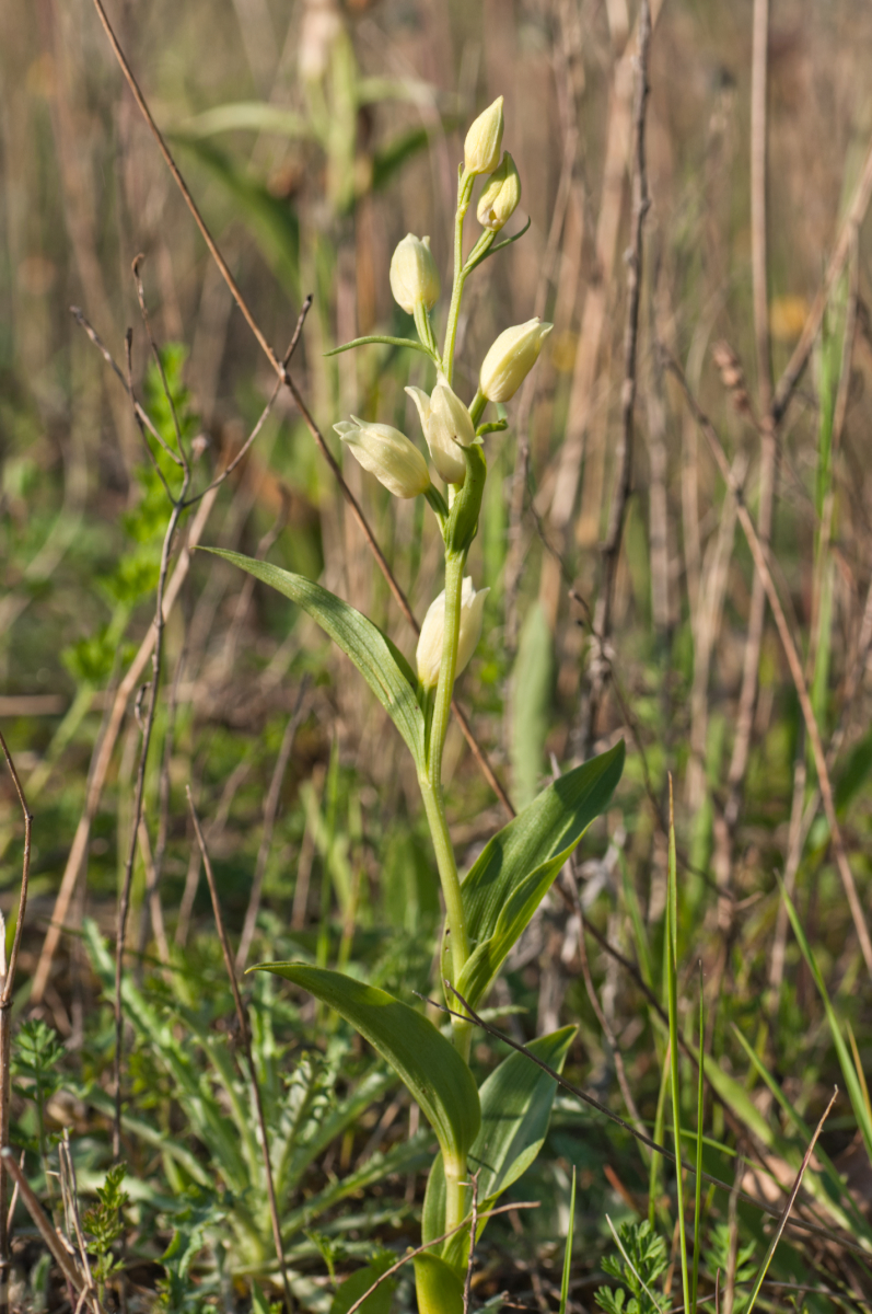 Cephalanthera damasonium( Céphalanthère à grandes fleurs) Pnp2