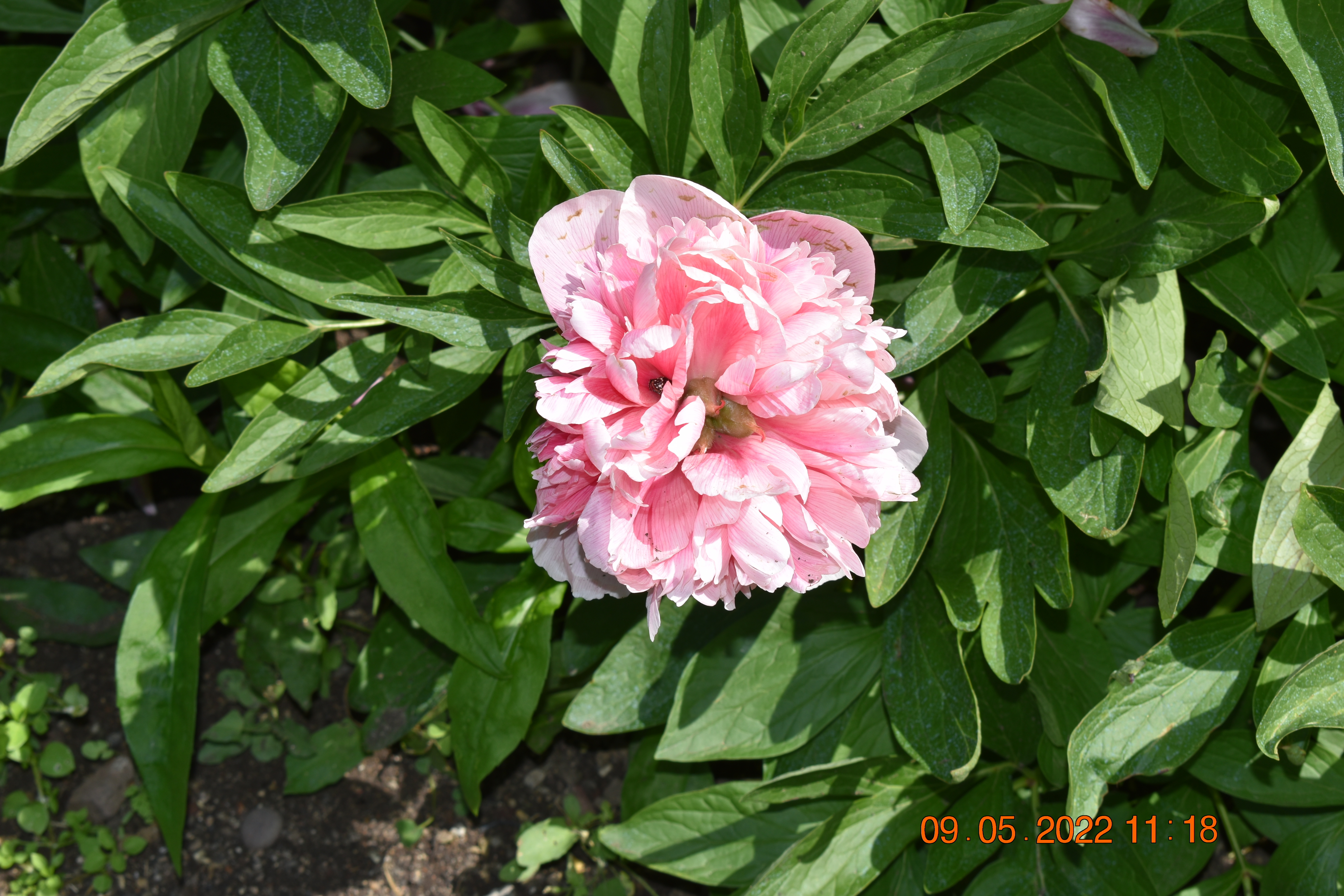 Mai : plusieurs fleurs montrent le bout de leur nez ou pétale. G2xr