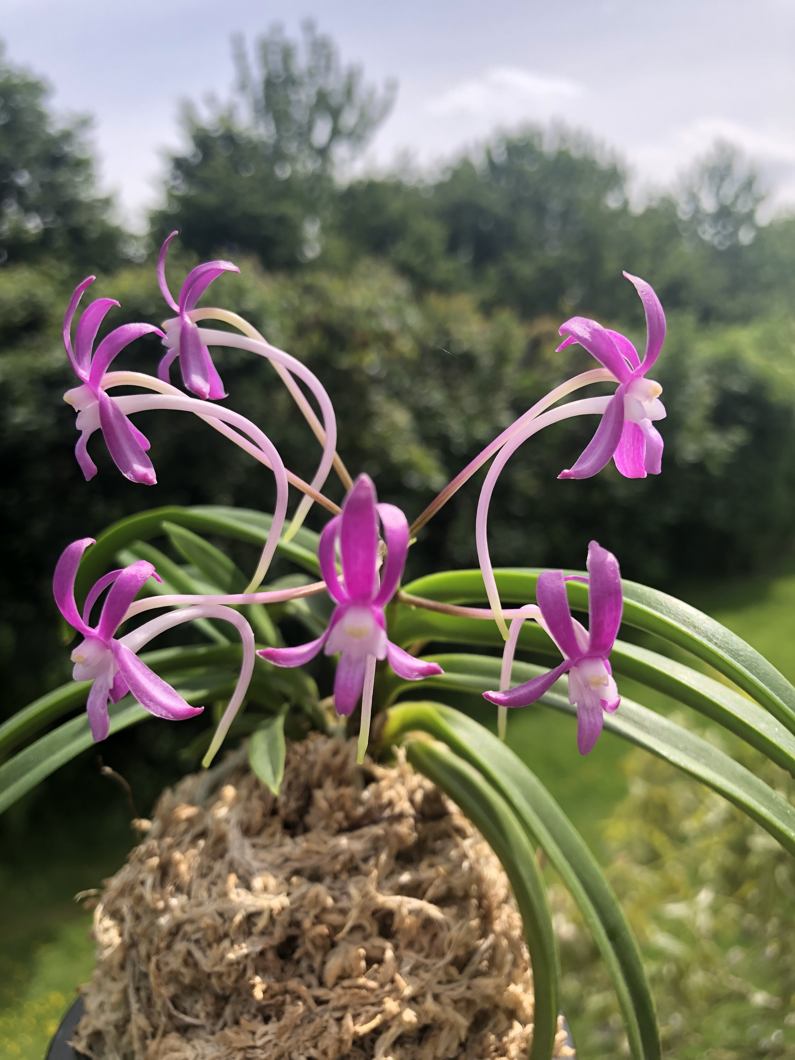 'Vanda (Neofinetia) falcata 'Honggang' Oird