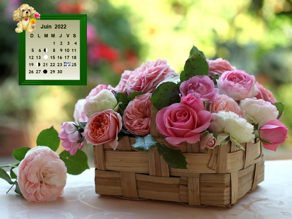 Juin,le mois des roses  Y57a