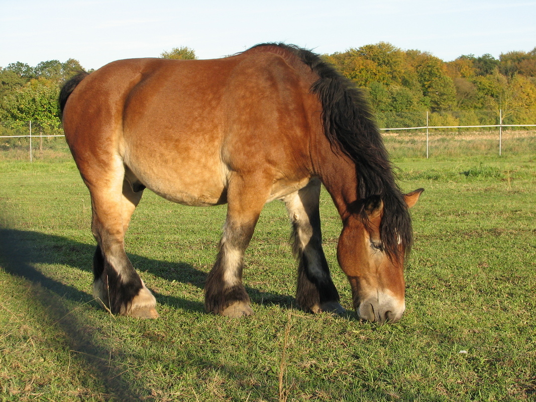 Cheval de trait ardennais Dyim