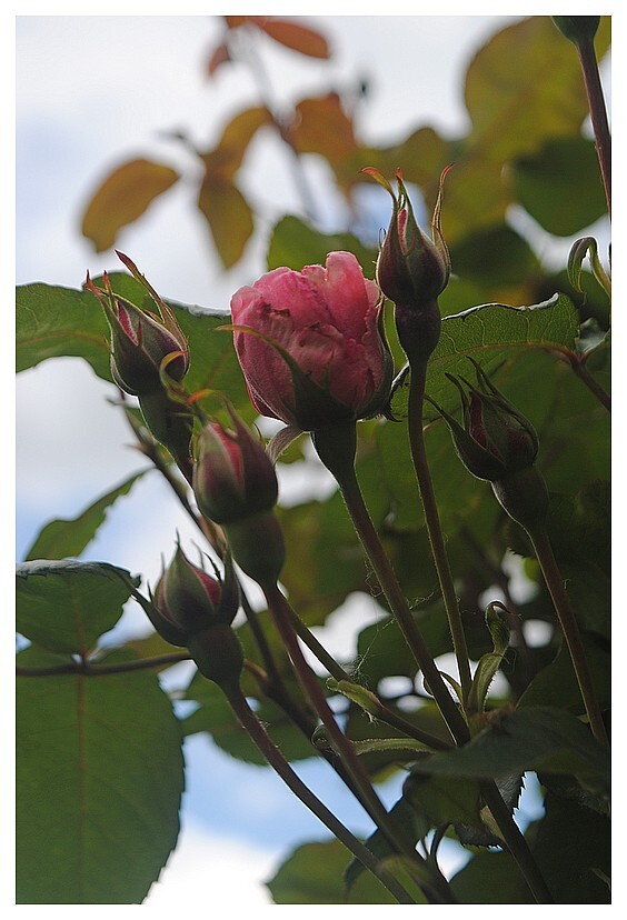 Fleurs diverses mon jardin 1 37n3