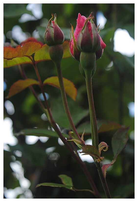 Fleurs diverses mon jardin 1 78uy