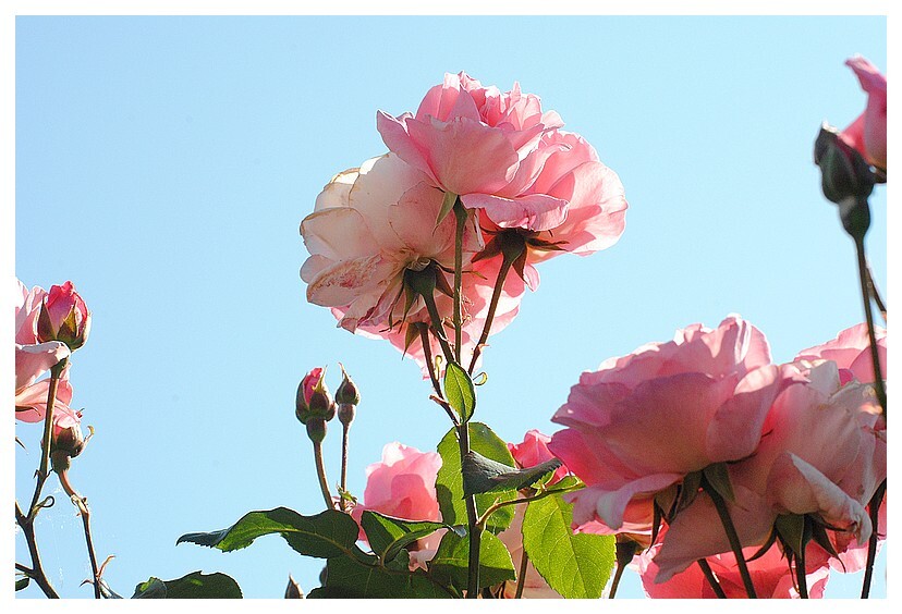 Fleurs diverses mon jardin 2 Q2lo