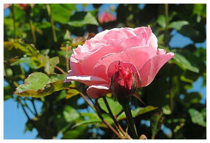 Fleurs diverses mon jardin 2 Xapl