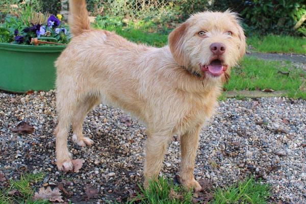 ARAGON 7 ANS GRIFFON (FOURRIERE) SOCIABLE DYNAMIQUE REFUGE BRAX 47 D9ji