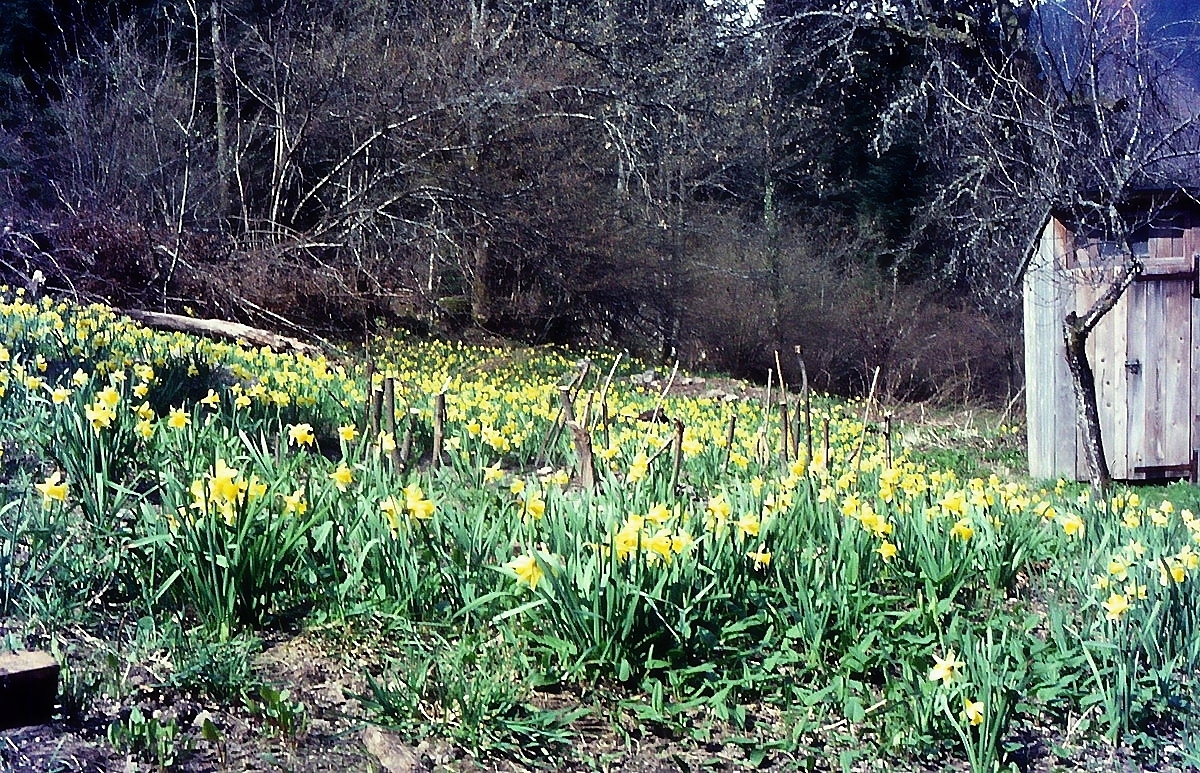 La cabane au fond du jardin. Ou "Chiottes dans les jonquilles." Dfl2