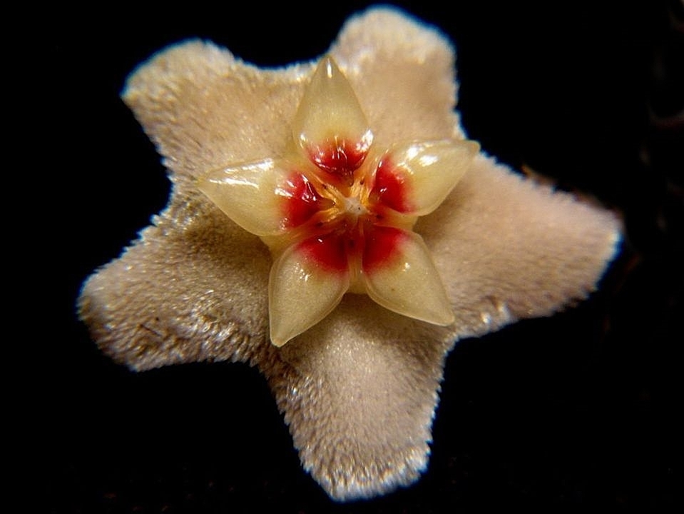Fleur d'Hoya Bella. Et3j
