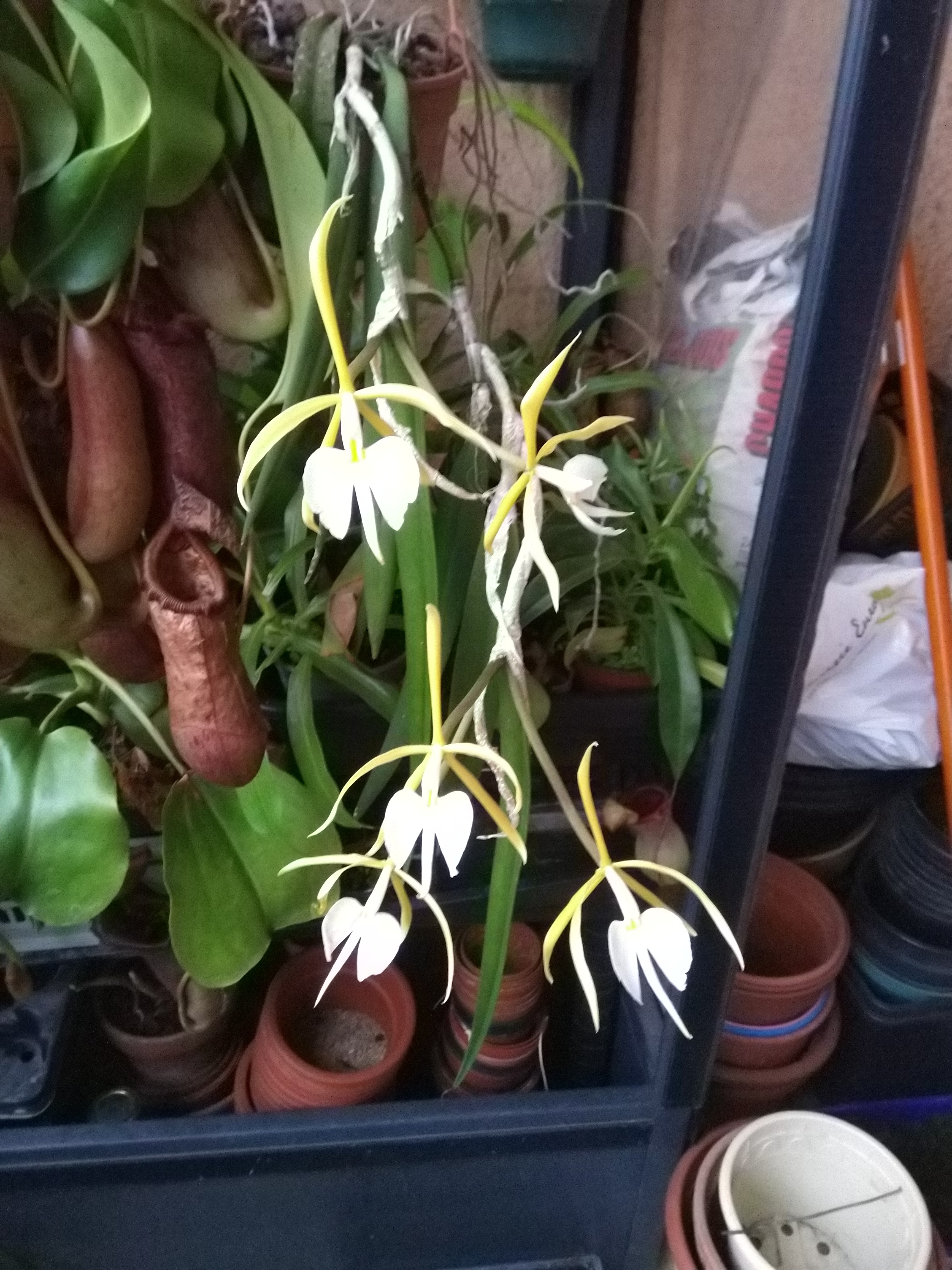 Epidendrum parkinsonianum Yy7y