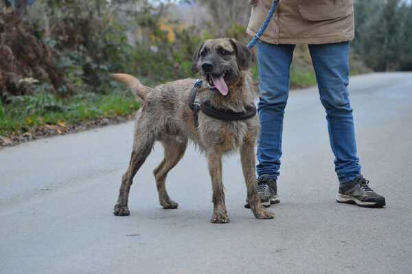 JACK M 3 ANS 1/2 GENTIL SOCIABLE AFFECTUEUX GAI AIME/BALADES REFUGE BALOU ADAA (61) Hiu8