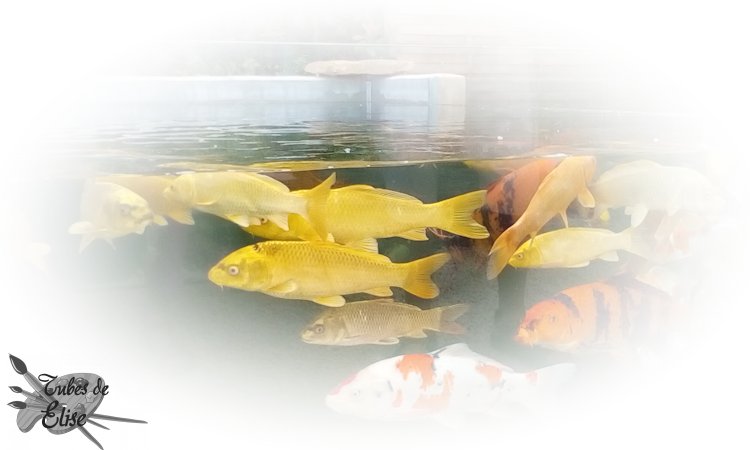 Tubes animaux des étangs et poissons Qesw