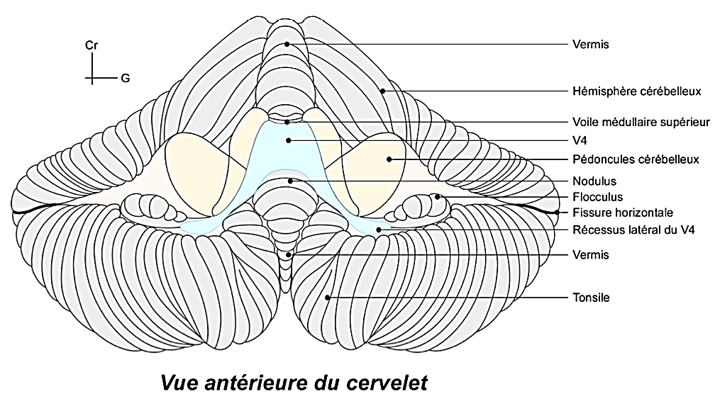 Cervelet UE5 Anatomie Tutorat Associatif Toulousain