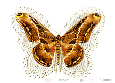 Tubes PNG "Les animaux" "Papillons décoré" Effets divers. Rvmz