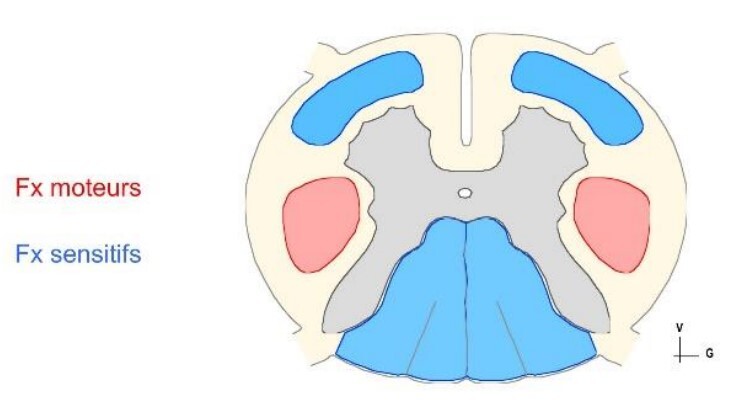 Moelle épinière Ue5 Anatomie Tutorat Associatif Toulousain 0057