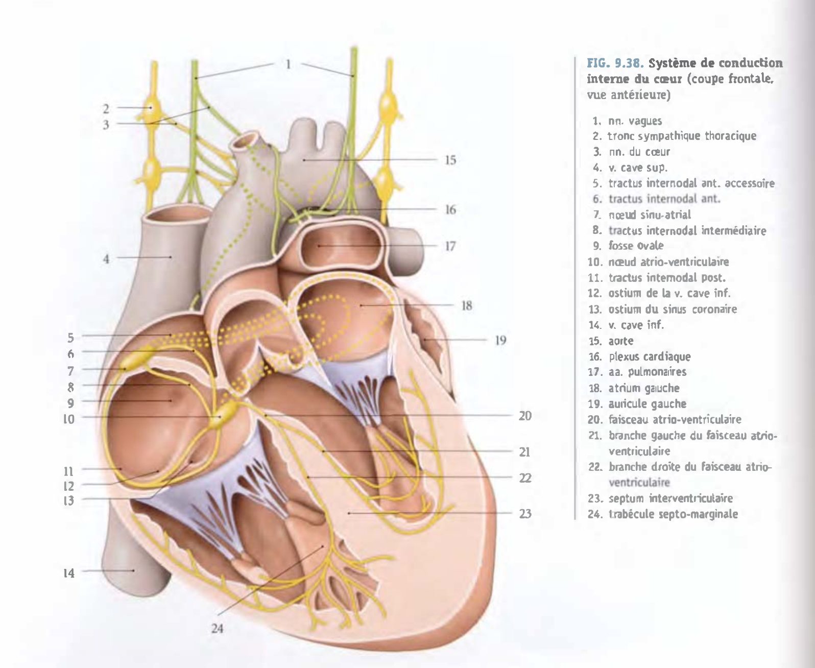 emplacement du septum interventriculaire