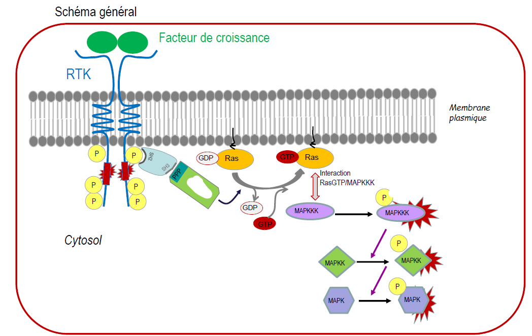 Voie Des Maps Kinase UE2 Biologie Cellulaire Tutorat Associatif   E0mx 