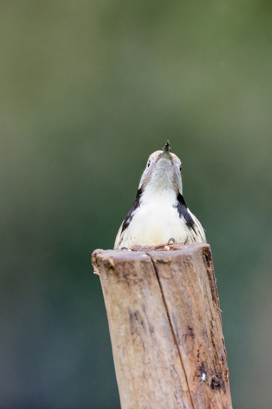 https://zupimages.net/up/22/48/s18b.jpg
