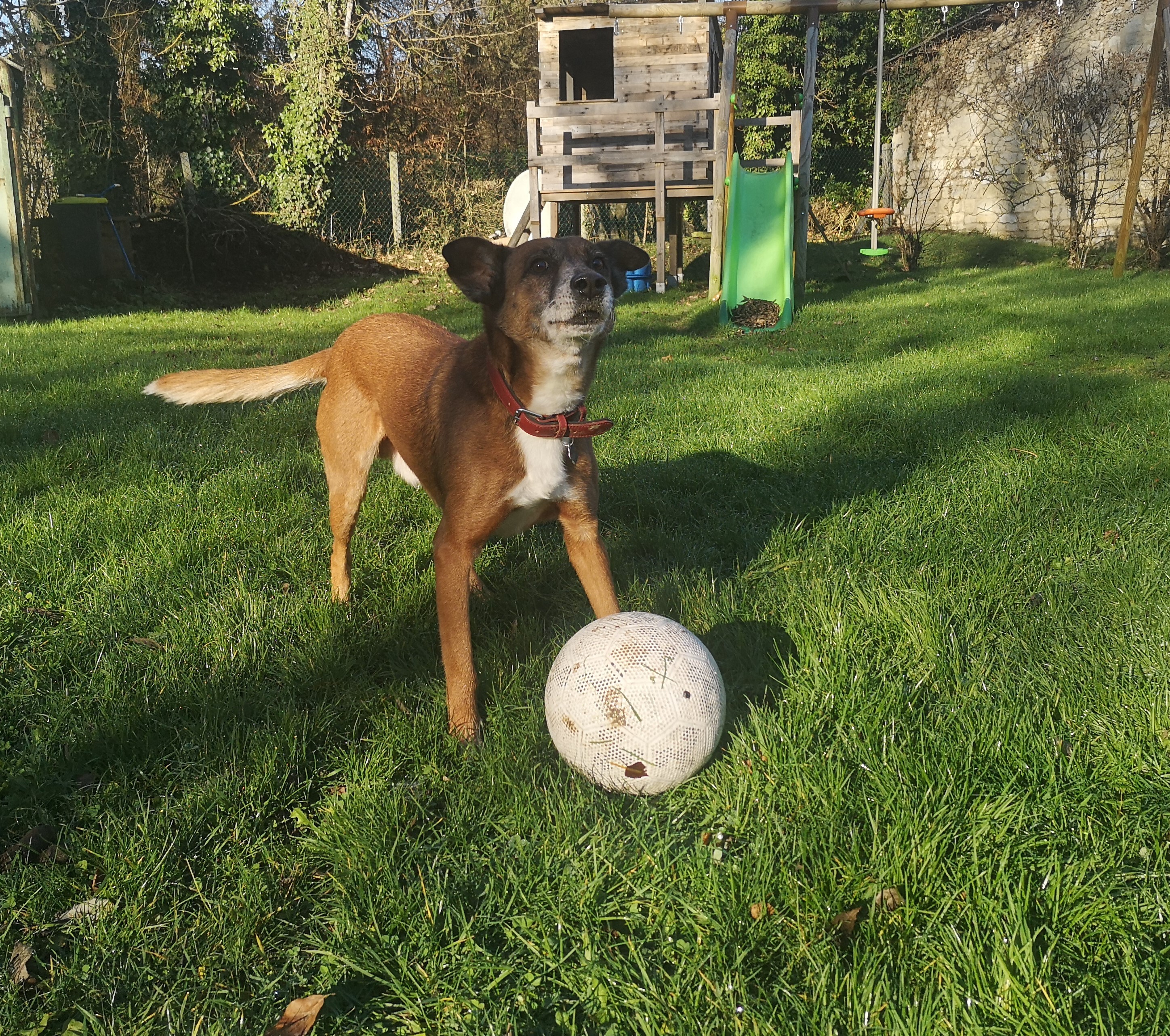 PAGNOL, chien mâle, 9 ans, 20 kg (Naissance / 01/02/2014) - Marrainé par Pat84 & Mahé K1z9