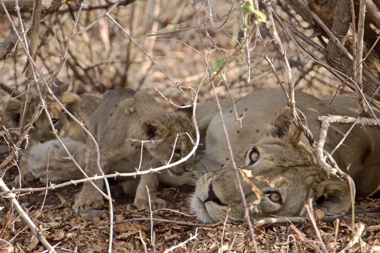 2022 - --- Safari photo en Tanzanie du Sud. Nov./Déc. 2022 --- Wikj