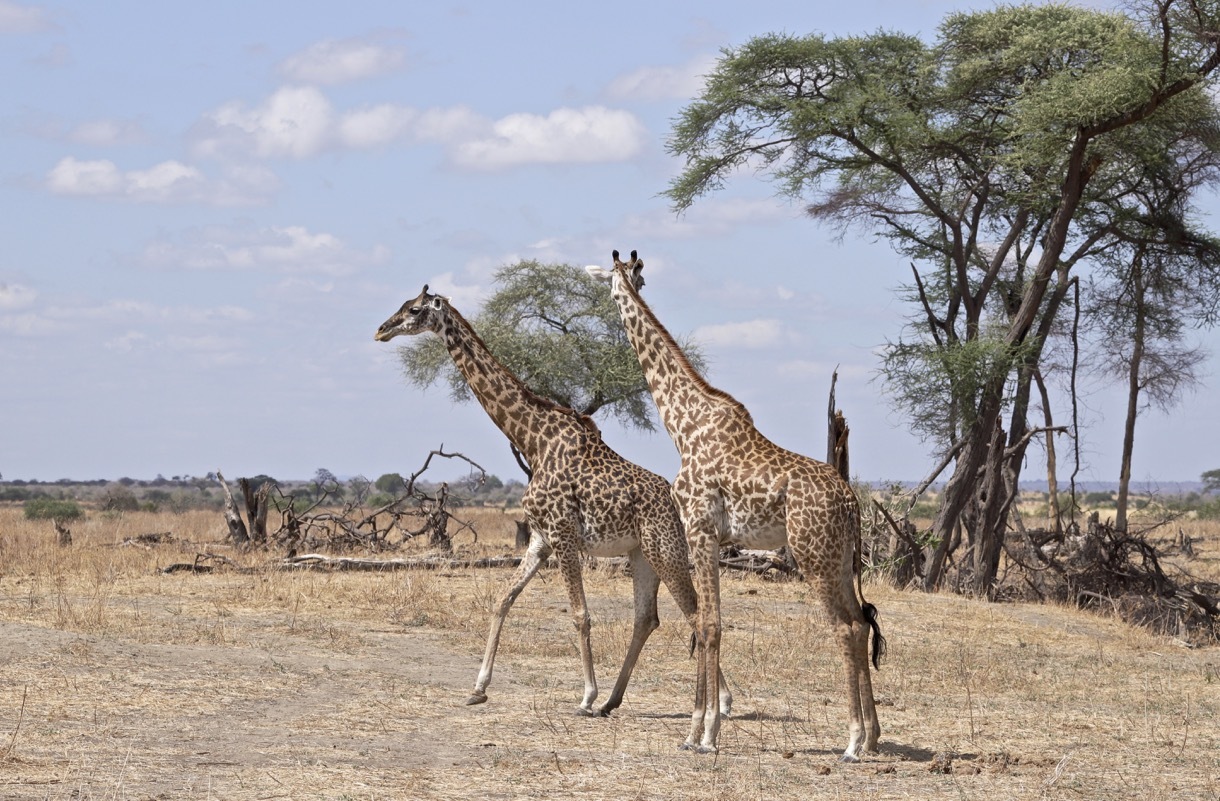 --- Safari photo en Tanzanie du Sud. Nov./Déc. 2022 --- - Page 2 158n