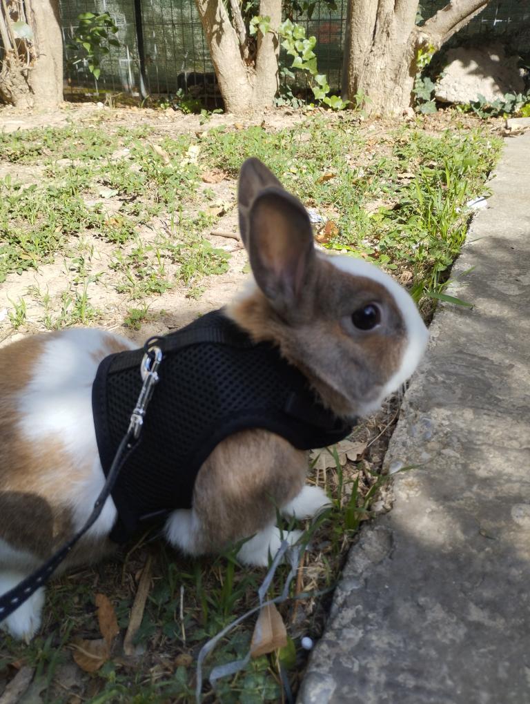 the destroyer : r/Rabbits