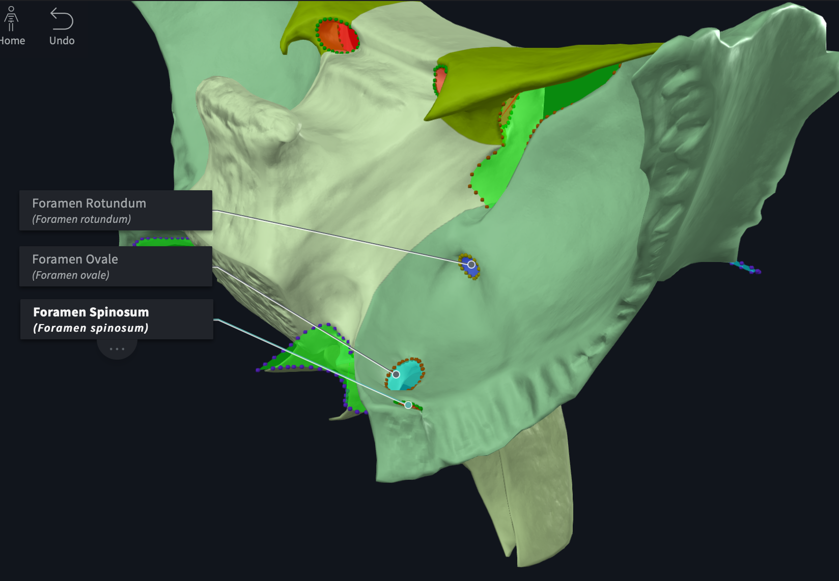 foramen rond UE10 Tête et cou Tutorat Associatif Toulousain