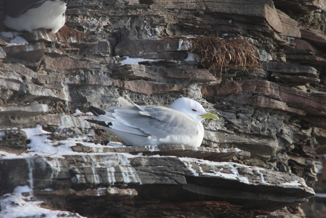 Voyage ornithologique en SCandinavie  12ll