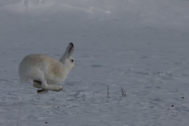 Voyage ornithologique en SCandinavie  9h2c