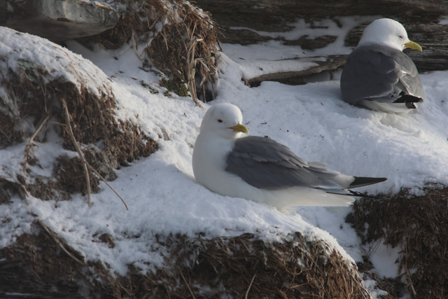 Voyage ornithologique en SCandinavie  Q1jv