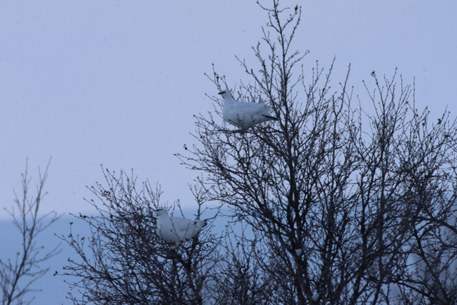 Voyage ornithologique en SCandinavie  1tdy