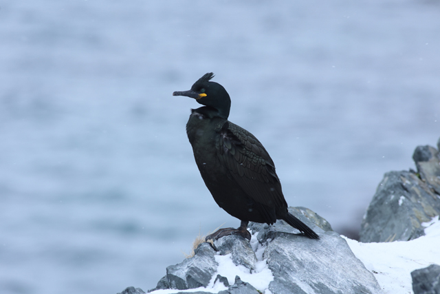 Voyage ornithologique en SCandinavie  4nbw