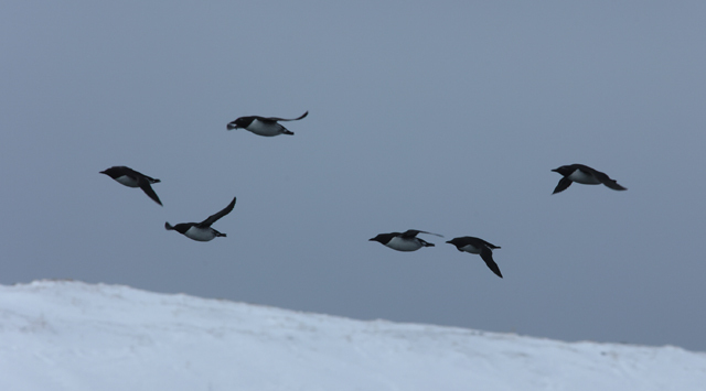 Voyage ornithologique en SCandinavie  70yg