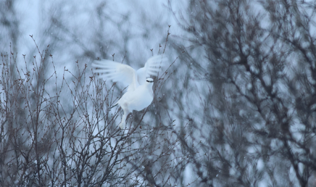 Voyage ornithologique en SCandinavie  Bh4v