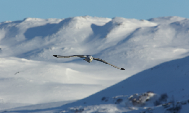 Voyage ornithologique en SCandinavie  Cqxa