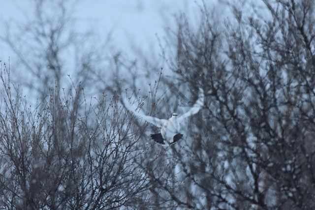 Voyage ornithologique en SCandinavie  Nozz