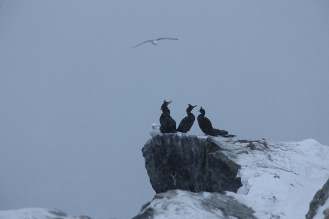 Voyage ornithologique en SCandinavie  Poq5