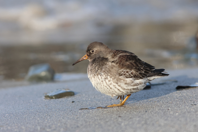 Voyage ornithologique en SCandinavie  Sgdw