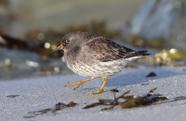 Voyage ornithologique en SCandinavie  Yoll